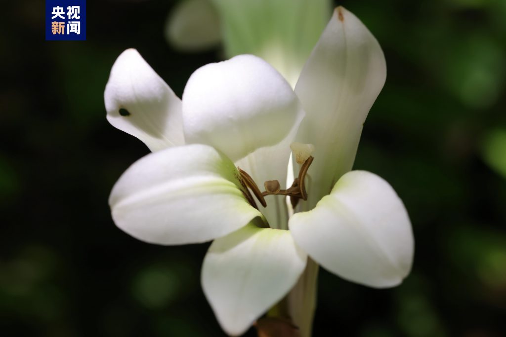 秦岭国家植物园新成员+1 近距离看荞麦叶大百合长啥样