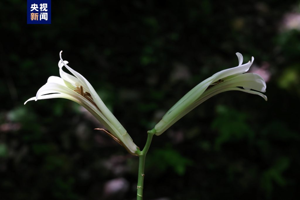 秦岭国家植物园新成员+1 近距离看荞麦叶大百合长啥样