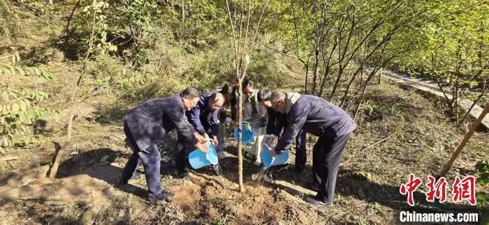 三种珍稀濒危植物回归秦岭