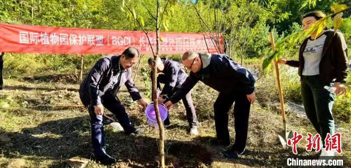 三种珍稀濒危植物回归秦岭